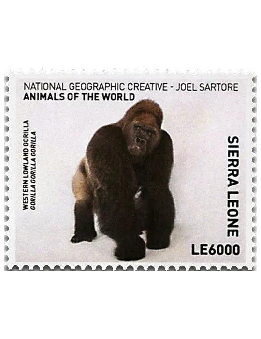 n° 6605 - Timbre SIERRA LEONE Poste