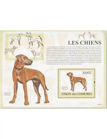 COMORES : Thématique (Les chiens)