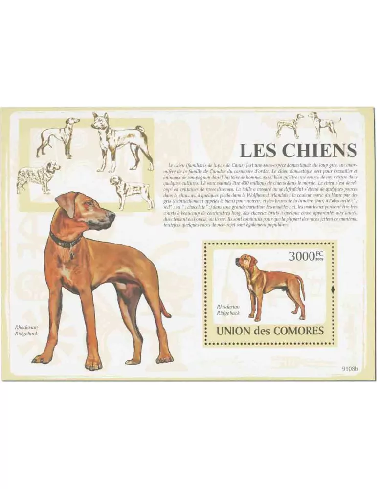COMORES : Thématique (Les chiens)