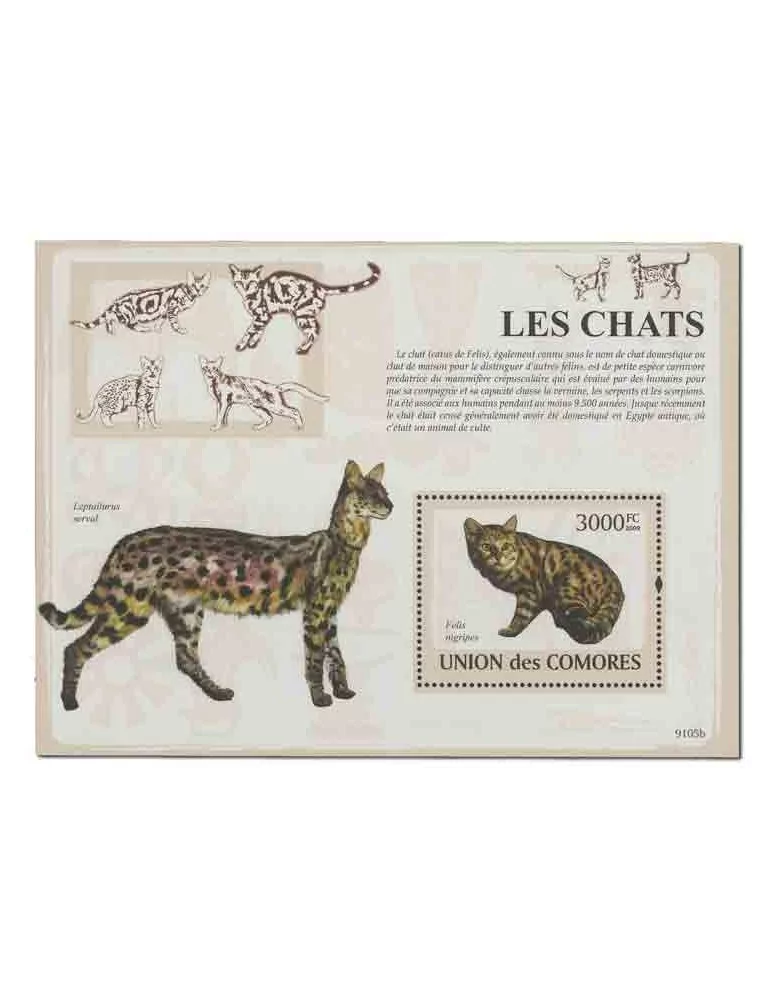 COMORES : Thématique( Chats)