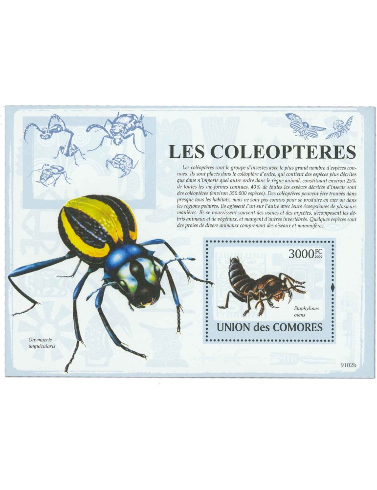 COMORES : Thématique (Les Coléoptères)