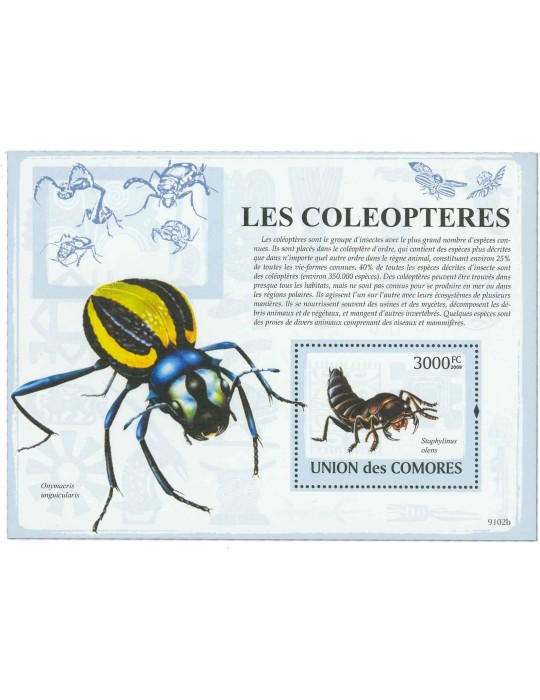 COMORES : Thématique (Les Coléoptères)