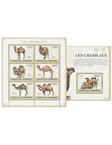 COMORES : Thématique (Les Chameaux)