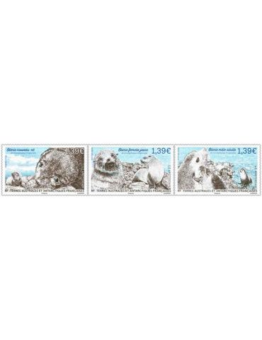 TAAF : TRIPTYQUE OTARIE AUX 3 AGES- (13_26_404)
